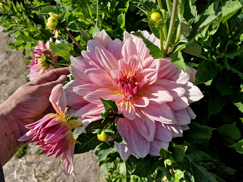 Storblommig rosa dahlia